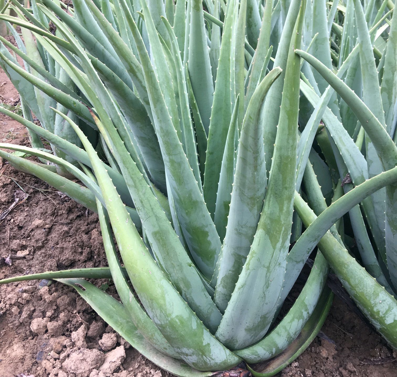 朋友送的库拉索芦荟,怎么上盆养护,对盆土有什么要求吗?