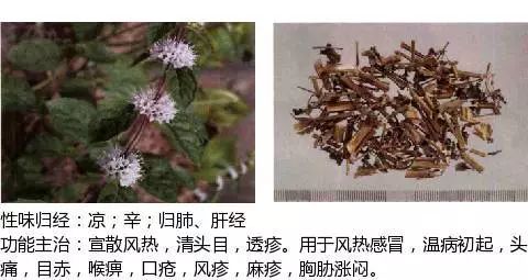 300个中草药图谱（附主治功效），知道一半就太牛了（上）