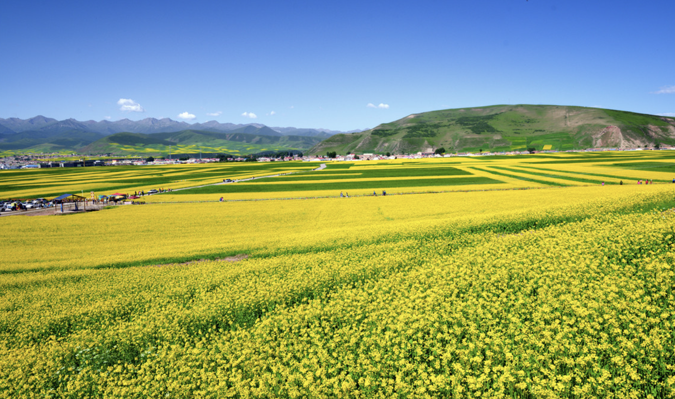 逆袭的“致富花”，“背包院士”傅廷栋的“油菜”人生