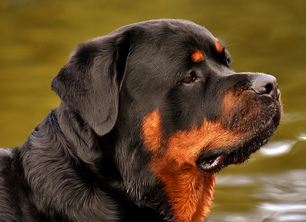 护卫犬有哪些品种排名，适合家养的七种护卫犬排行榜