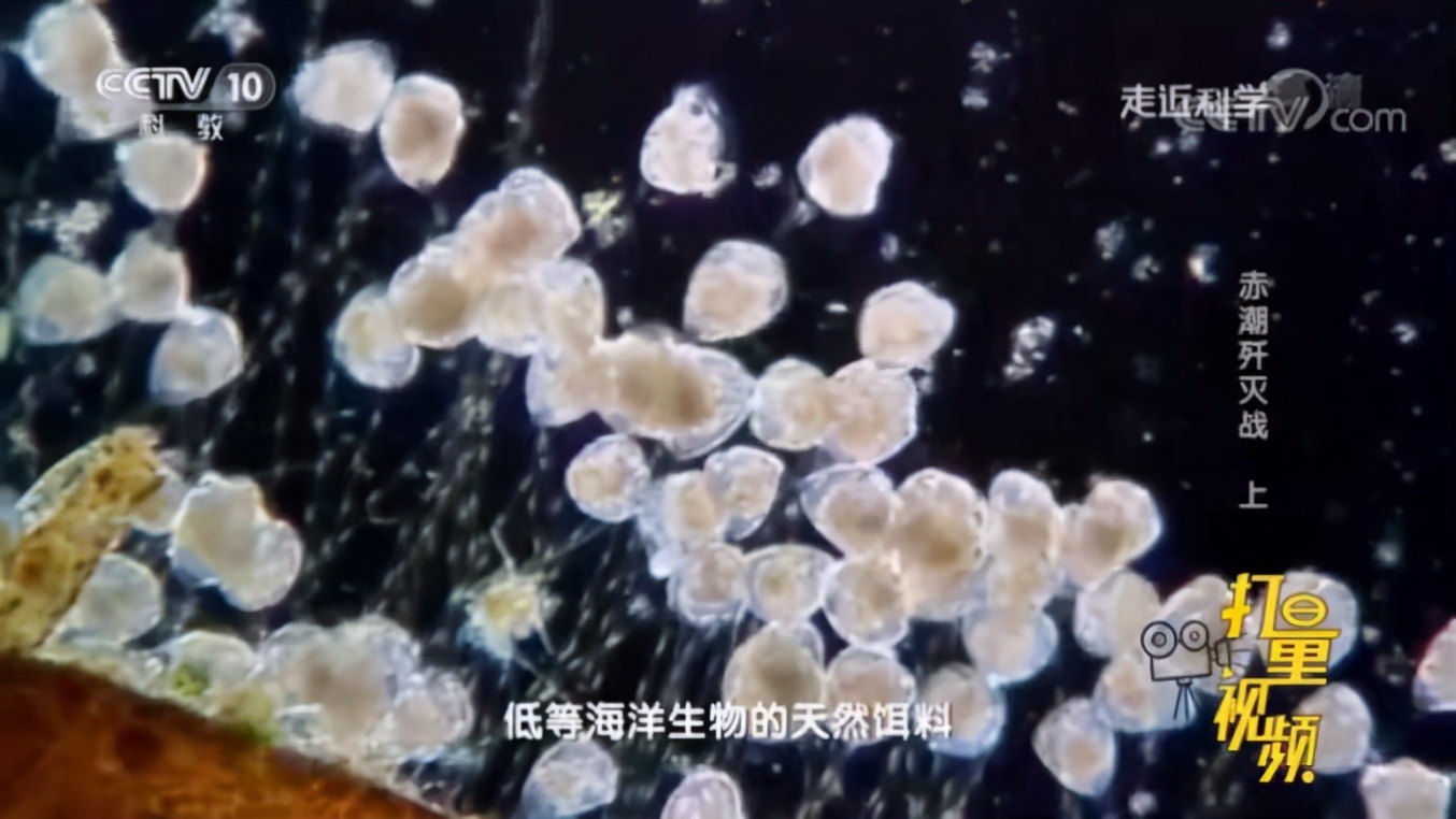 紧急扩散:这类海鲜别贪吃,已进入高发期
