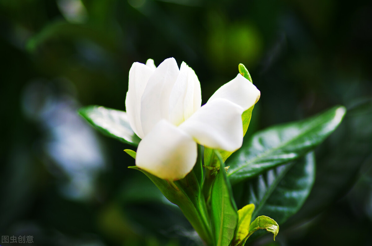 茉莉花和栀子花哪个好养（2种难养的花要注意快来避坑）