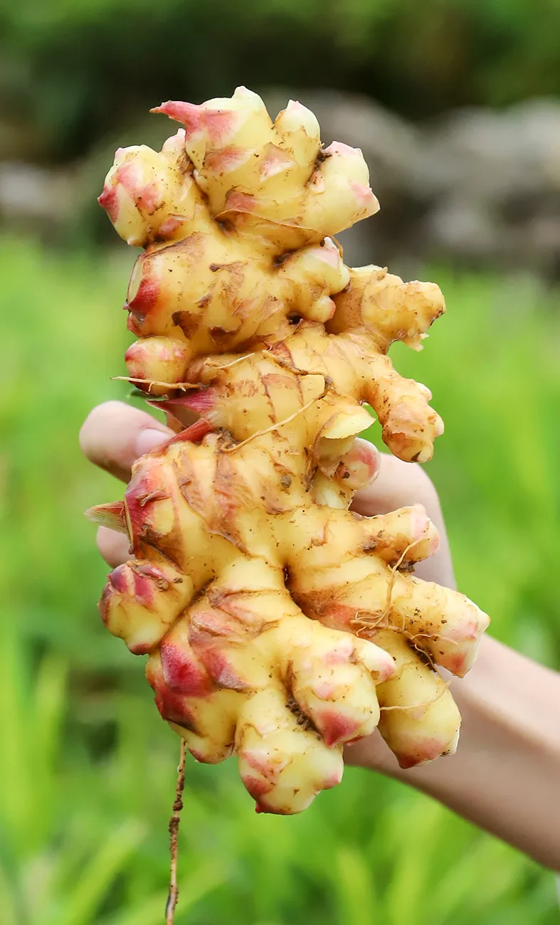 辰颐物语:云南小黄姜——新鲜现挖,健康美味不"姜"就-新媒在线