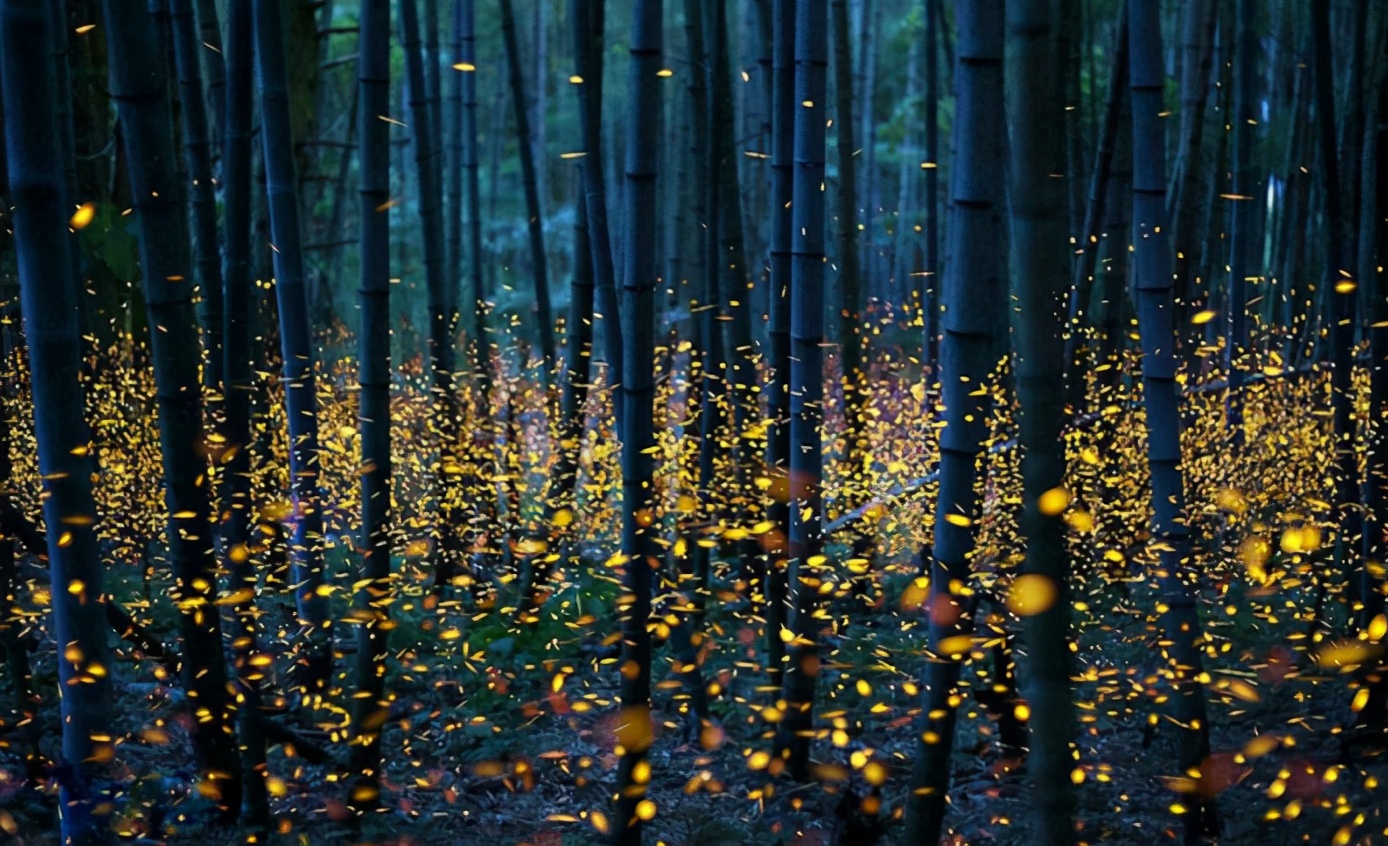 描写萤火虫的外貌优美句子_晶羽科技