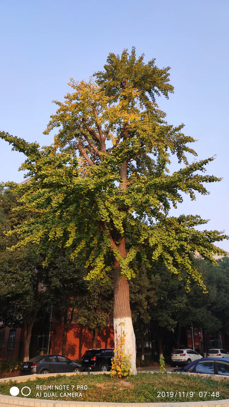 陪你一起看湖北省广水一中①——走进植物王国