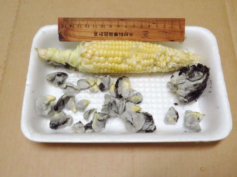 玉米黑粉菌,玉米黑粉菌騙局