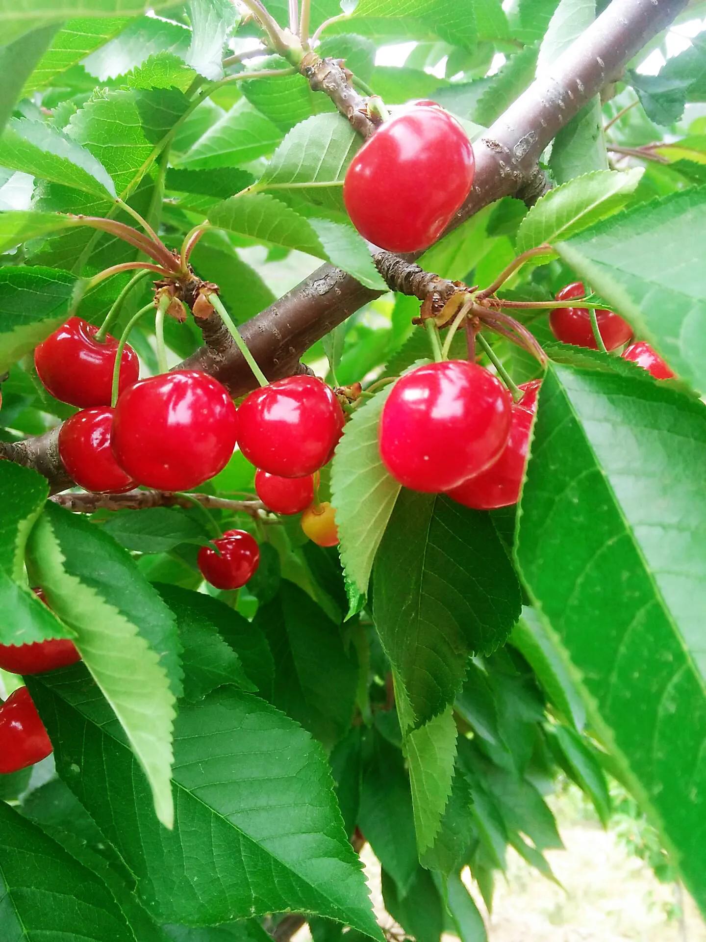 樱桃花和樱花的区别是什么（樱花和樱桃花的不同点）