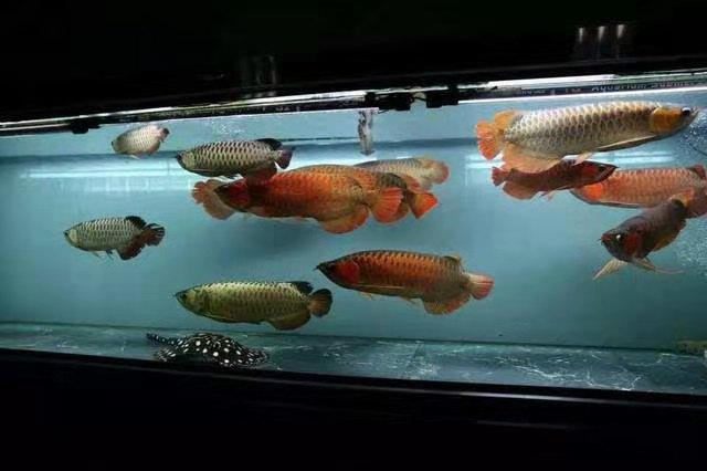 什么魚缸都可以養魚，并且都能養好，我們應該如何選擇為好呢？