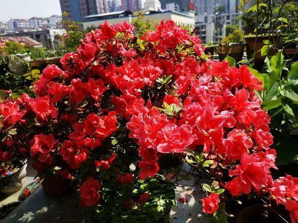 养杜鹃花关键在浇水上，学一招，省事还不用担心烂根！