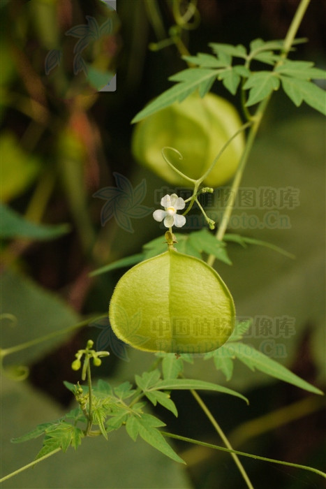 清热解毒.治咽喉炎,疔疮,湿疹,脓泡疮