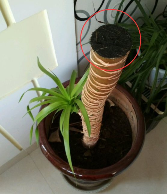 怎样让龙血树多发新头如何让龙血树变多头