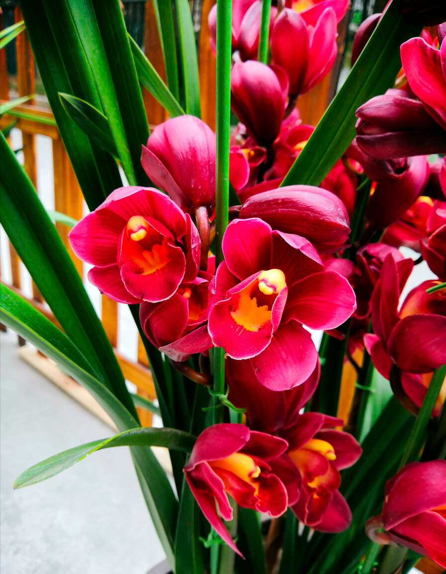 14种"过年花",一个比一个大气美丽,喜庆吉祥,超有幸福感