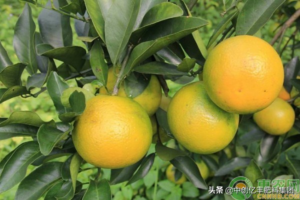 橙子种植方法和管理要点