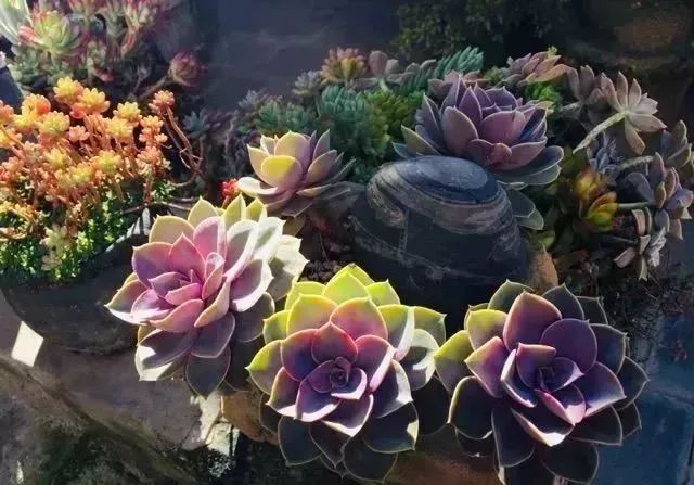 最美的尼姑庵，不烧香只种花，看一眼就想出家