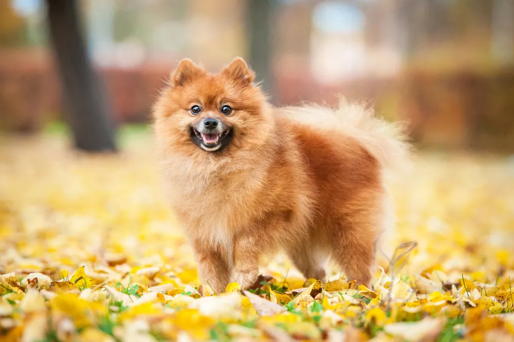 世界上最小的狗世界十大名犬小型犬 心情笔记