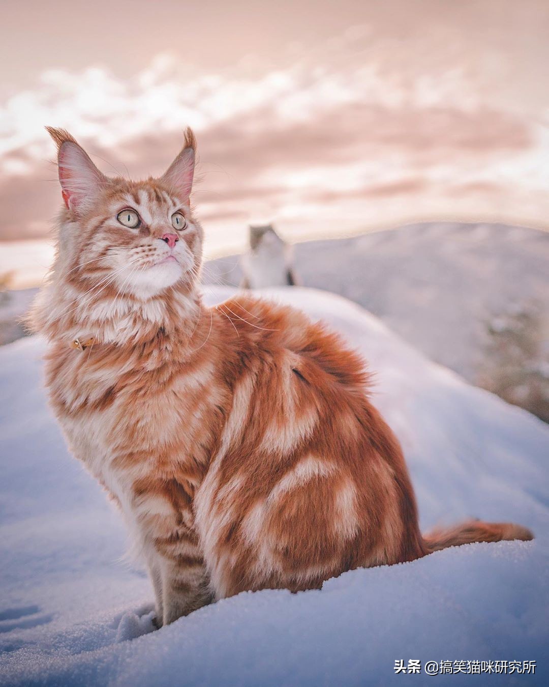 如果有一只猫咪又大又温柔，又飒又威猛，别怀疑，它就是缅因猫！