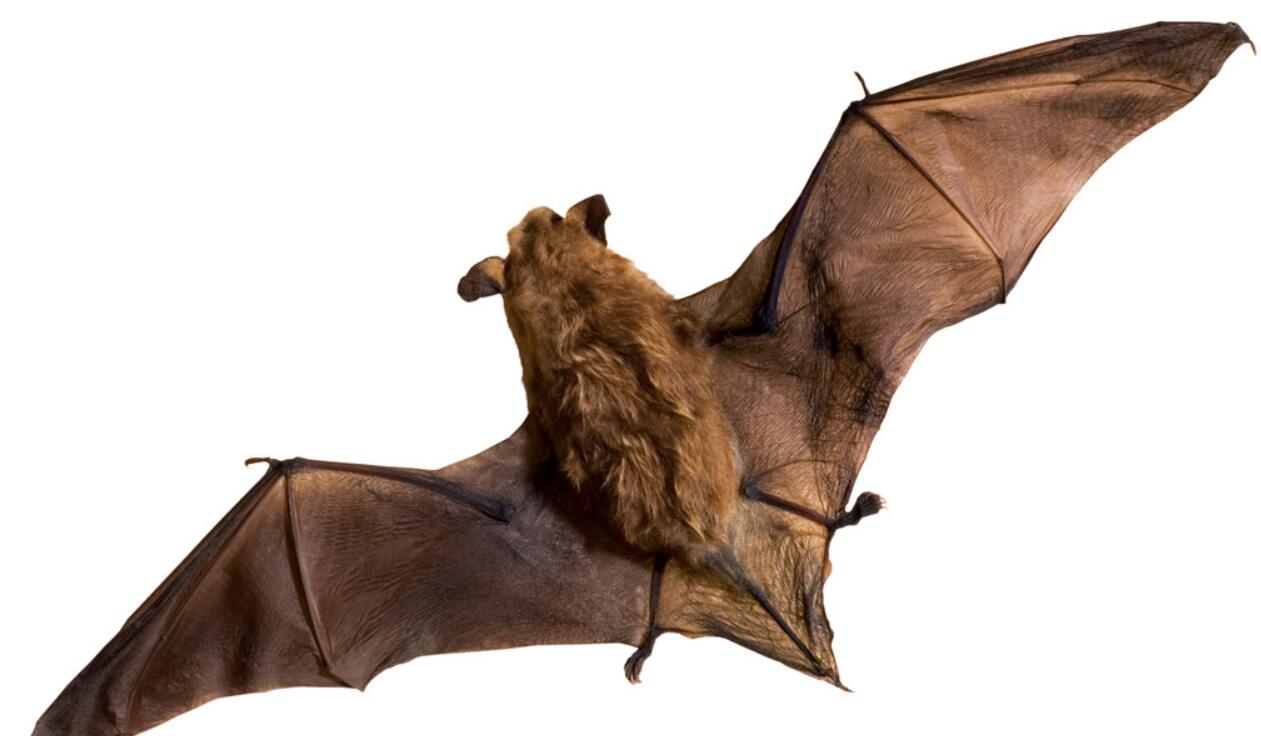 蝙蝠是益虫还是害虫(四川德阳天空出现大量蝙蝠！铺天盖地飞舞，啥原因？或与天气有关)