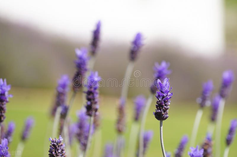 高中英语跨文化知识教学途径研究