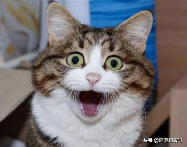 如何识别猫藓症状：猫咪皮肤感染判断指南