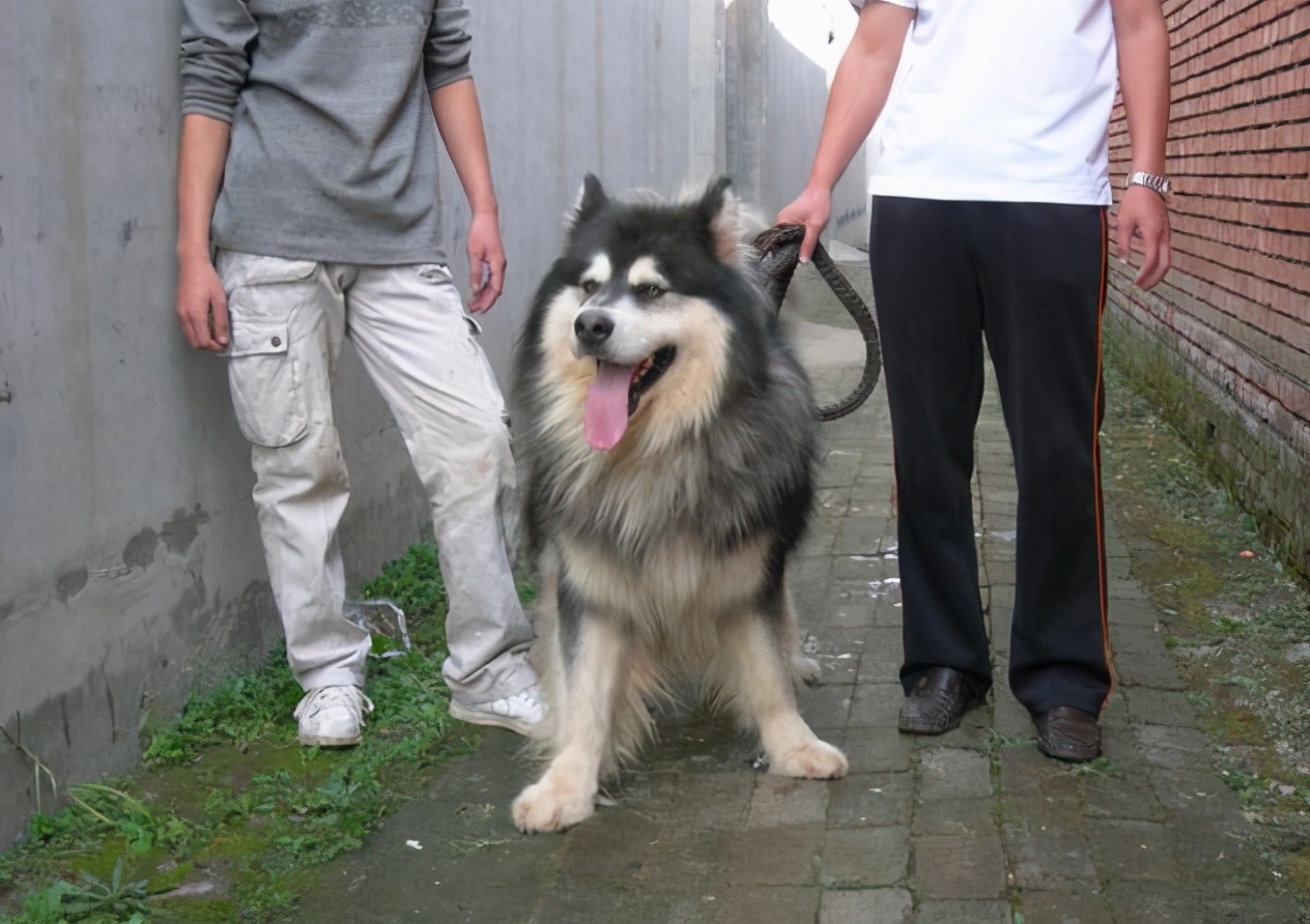训狗新手必看！阿拉斯加犬怎么训练让它听话服从？