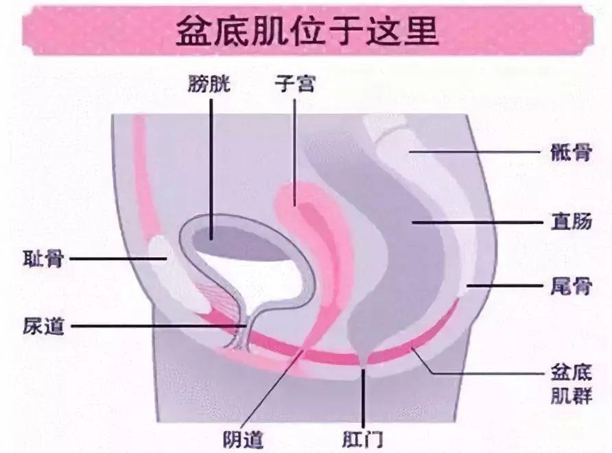 产后盆底肌修复有必要做吗？不做会怎么样呢？看看国际研究结果