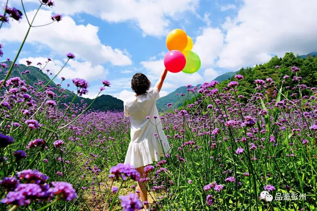 惊艳！蜂鸟闹花枝，彭州这片百亩紫色花海浪漫如仙境