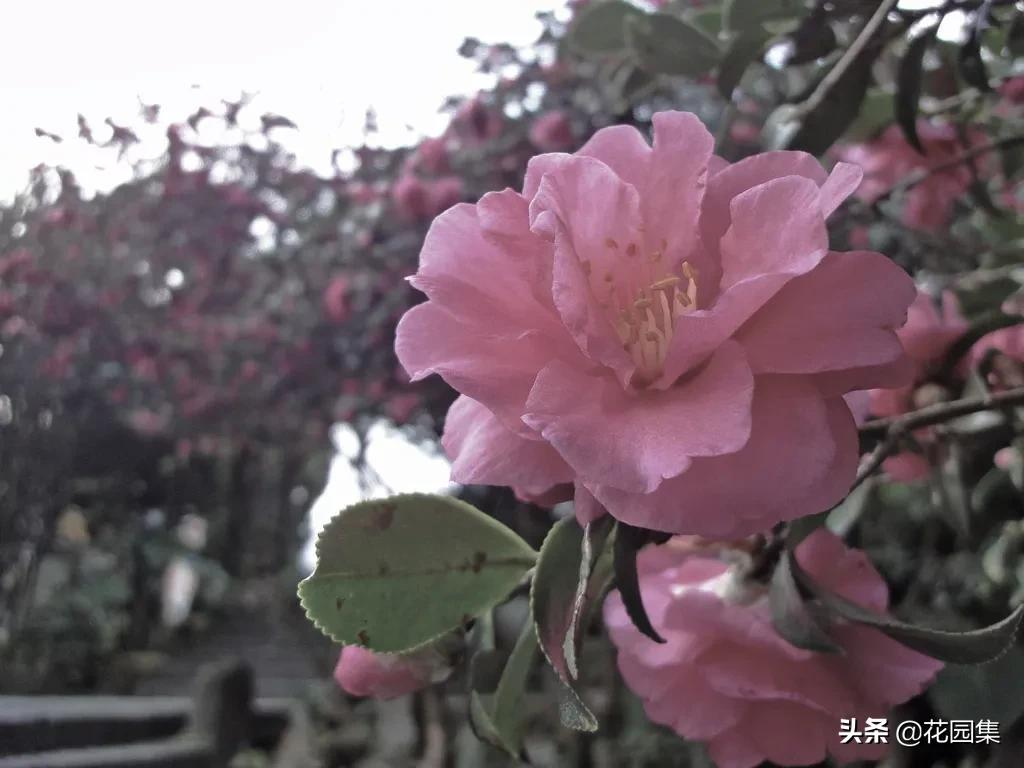日式庭院该配什么植物?怎么配?看这里