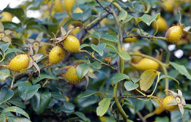 糖果子(糖果子上的糖面怎么做)-我的快乐小窝