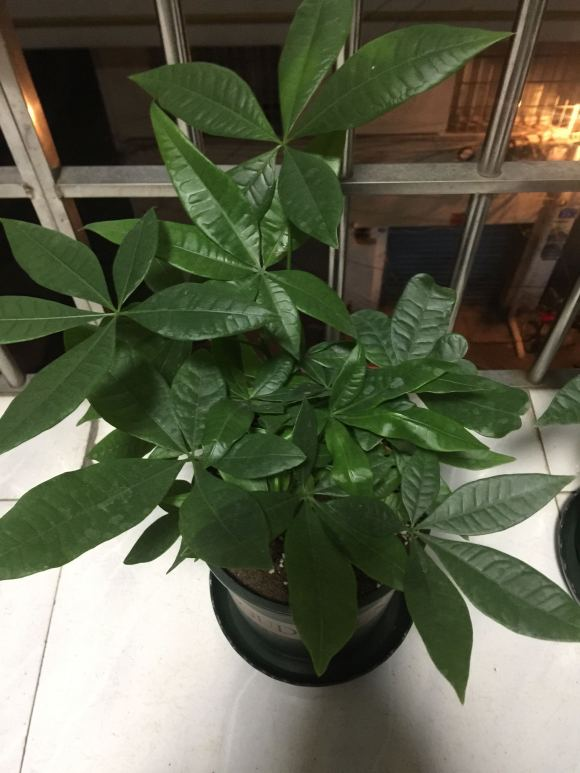 发财树怎样养才能养得好（发财树最全养护方法）