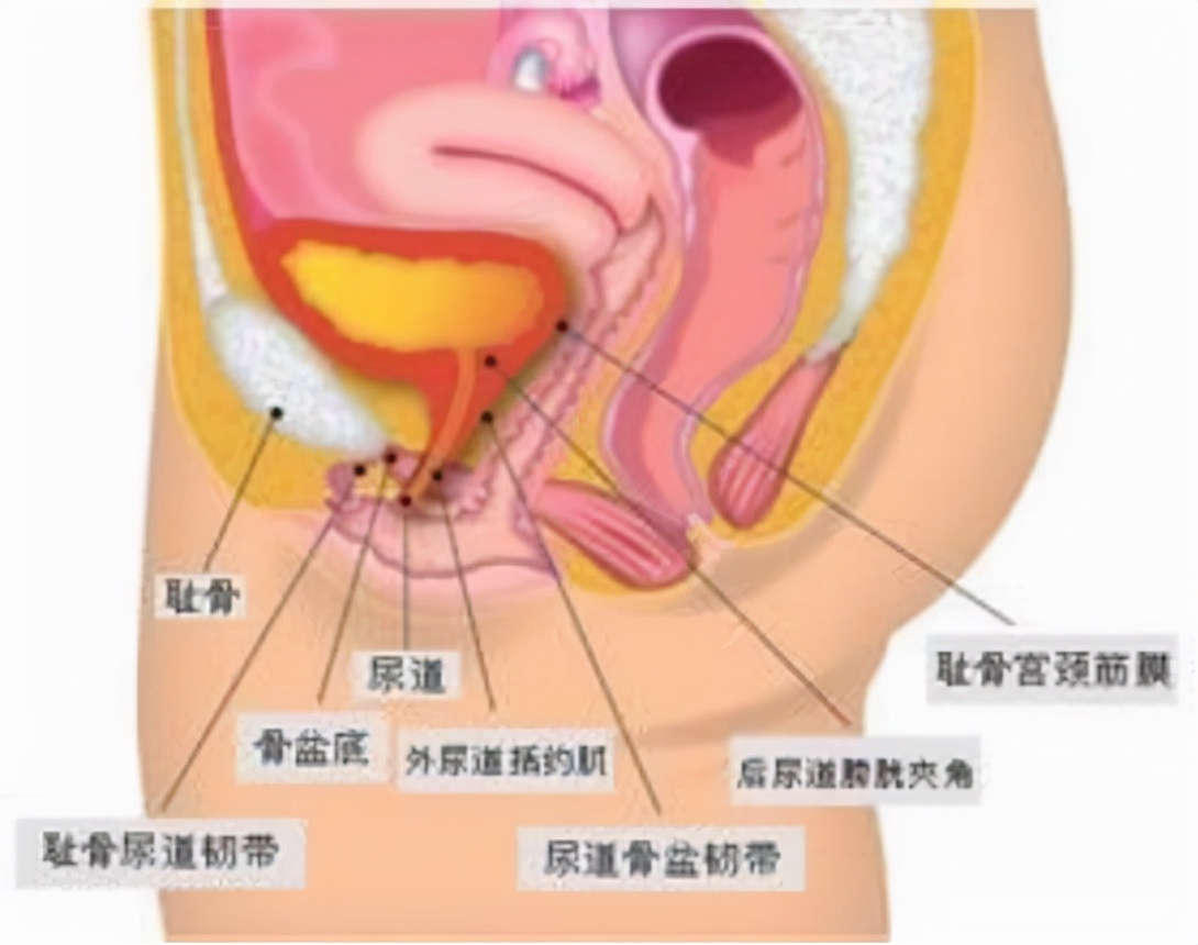 男性夜尿增多，不只是肾虚，这4种疾病需了解