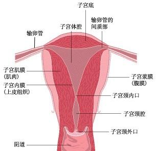 宫腔粘连你是否还在走弯路（下）