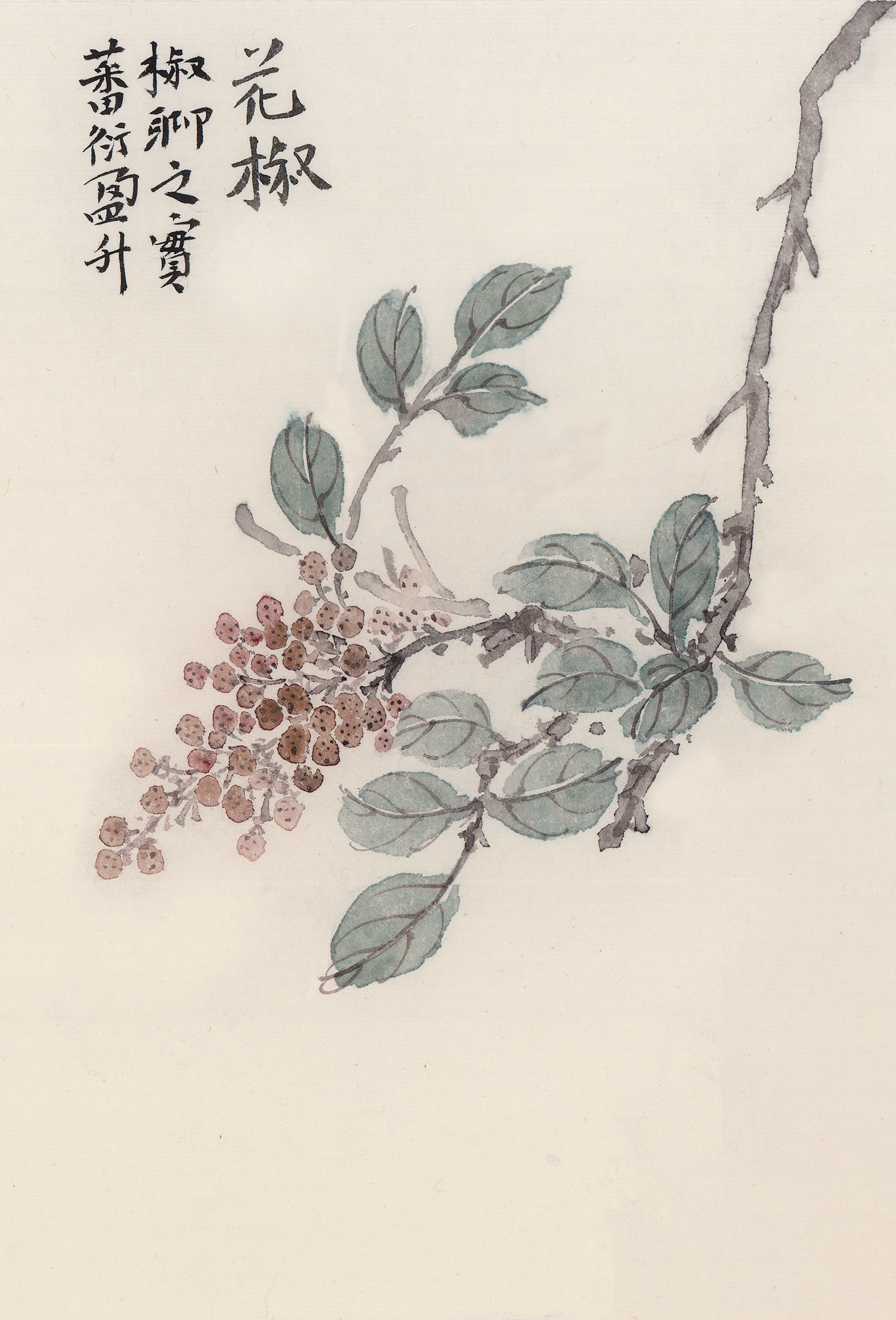 花椒“多子多福”的寓意是误解还是传说？还原《诗经》记载的真相