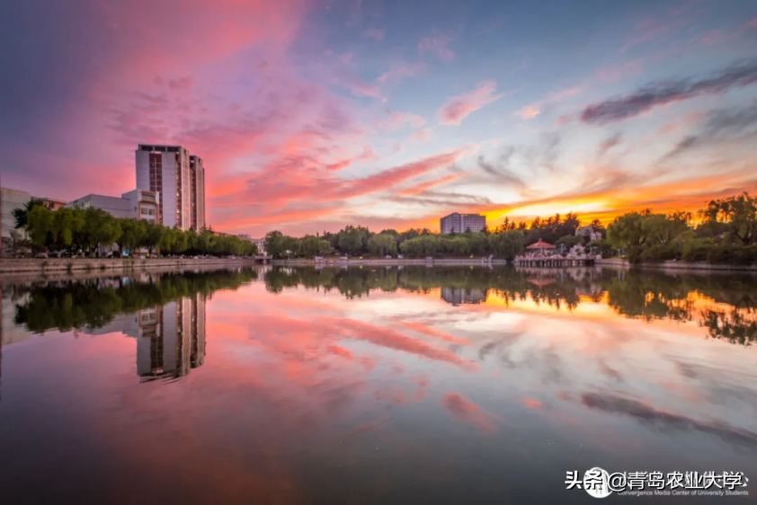 “别人家的”学校——青岛农业大学