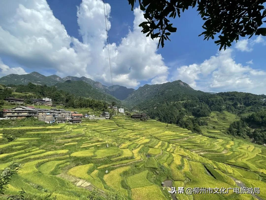 满山金色稻浪,为你换一屏秋色