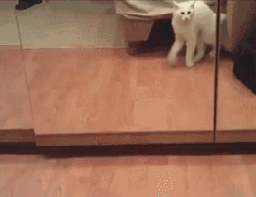 “蠢猫”的表现，你家猫咪占了几条？