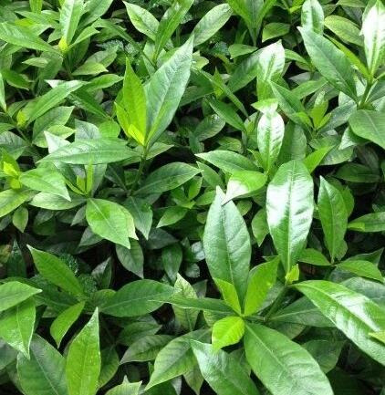 栀子花黄叶怎么办？“两招”就解决，四季绿油油，花苞满枝又芳香