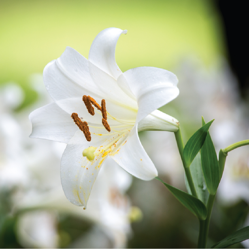 云南大叶百合,外形像喇叭,纯白的花身花蕊中间带着些红色的条纹,不仅