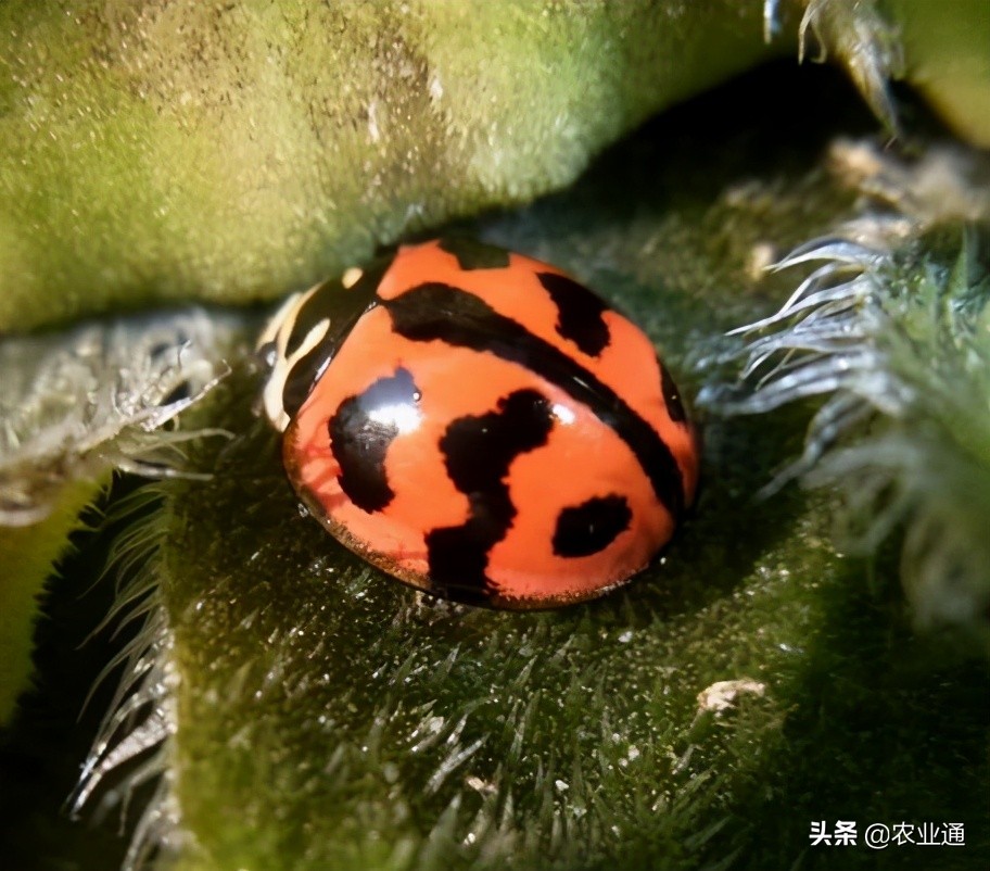 七星瓢虫是益虫吗（瓢虫种类知多少利害一定要清楚）