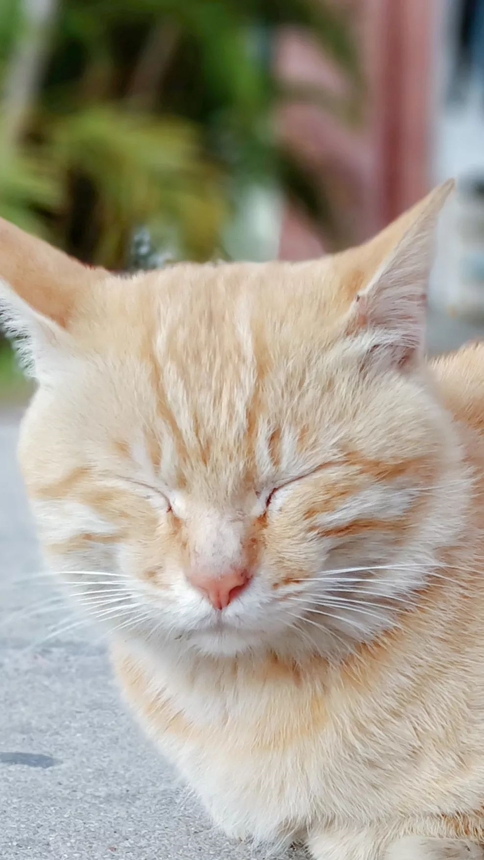 中国这10所大学壁纸第二期！厦门大学、中山大学等在列