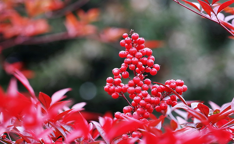 农村常见5种植物，却全都含“剧毒”，有人常常吃，遇到要警惕