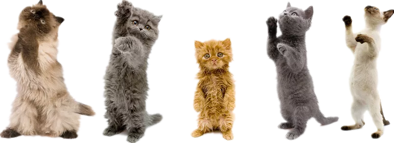 「探GAI」沈阳,那些正被猫治愈的年轻人