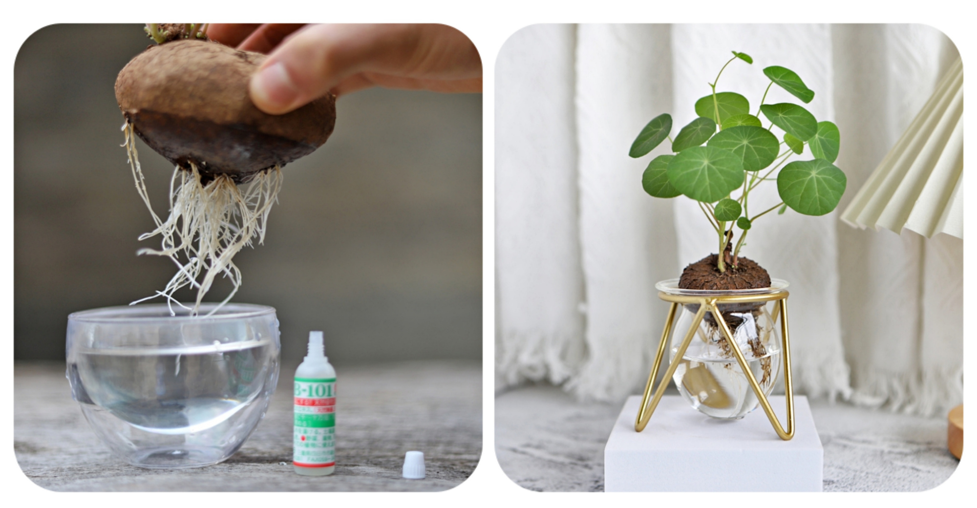 20种“懒人”花草，阳台客厅必备，好养好看，还能净化空气