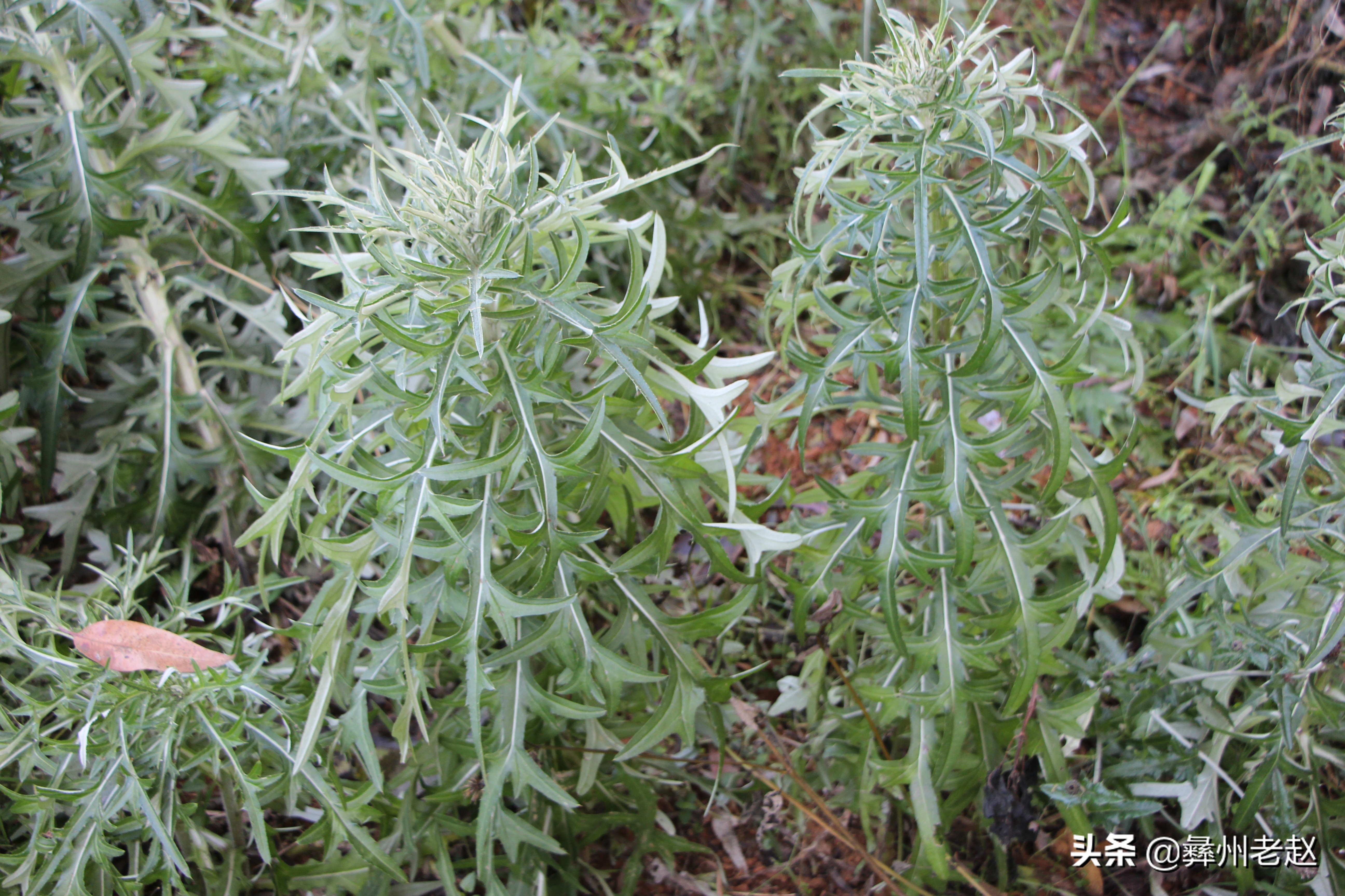 人工驯化栽培的马刺蓟产量低?那是你忽略了这4个管理环节