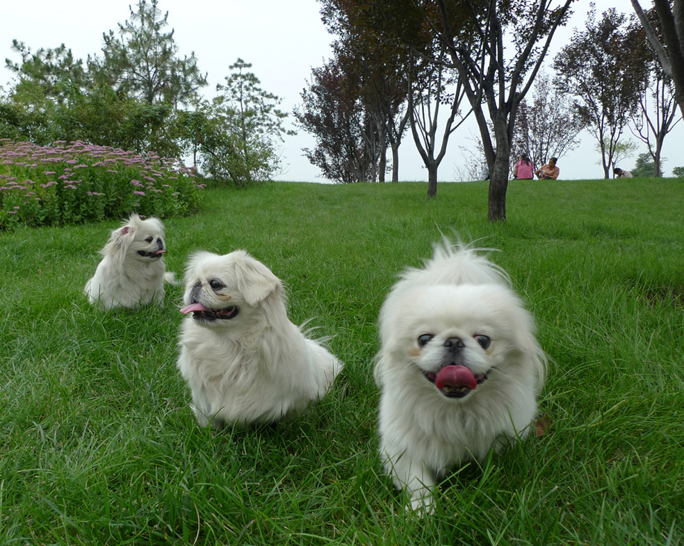 曾经享尽荣华富贵的皇家御犬——京巴犬 挑选饲养护理方法等全介绍