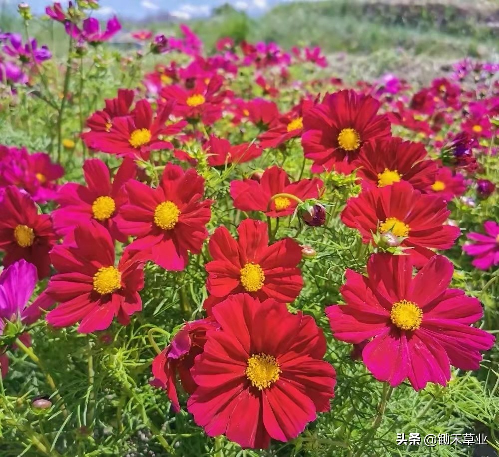 格桑花和波斯菊的區別(格桑花-波斯菊)