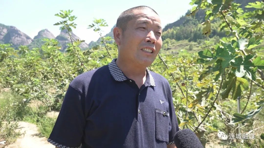 「全面推進鄉村振興」連城揭樂：無花果園飄香 果農喜獲豐收