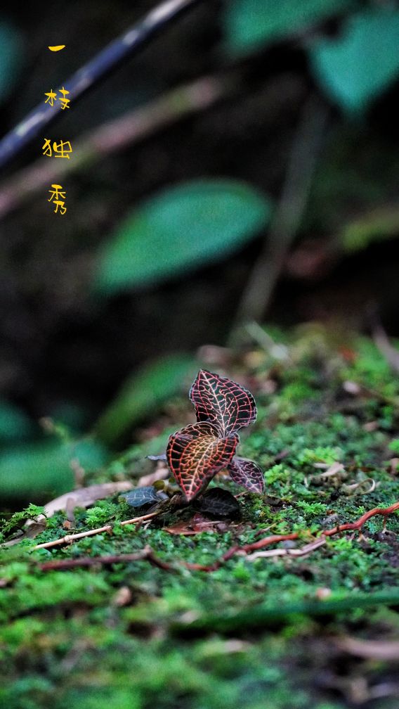 价格突飞猛涨的野草