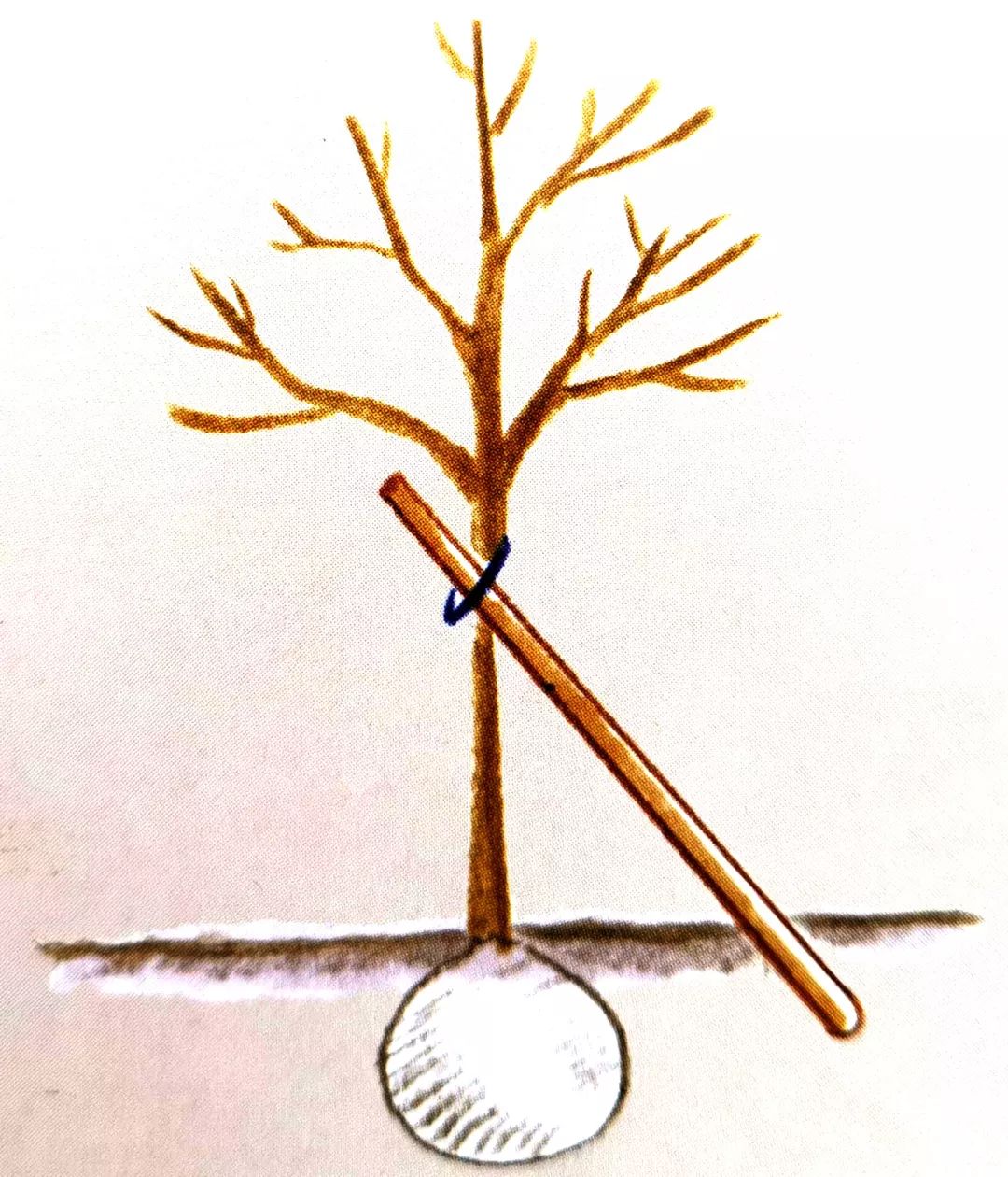 栽種小樹苗，掌握4個(gè)技術(shù)要領(lǐng)，來(lái)年小樹定會(huì)順利開花結(jié)果