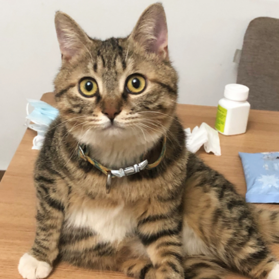 这辈子，饲养一只狸花猫，真的很值