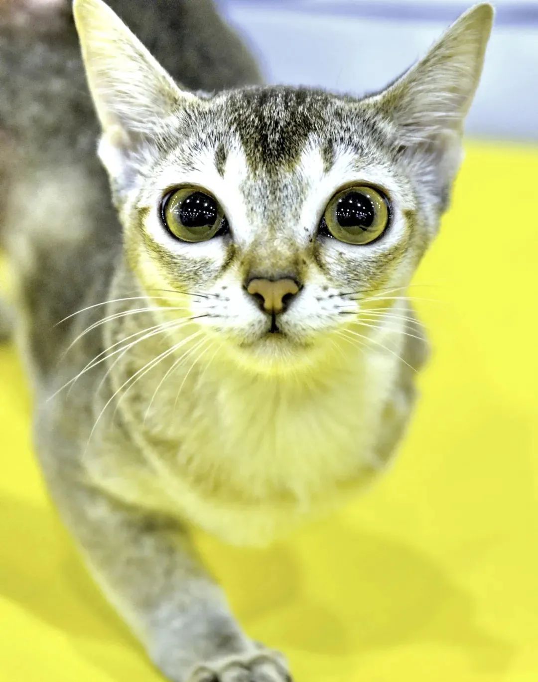 史上最可爱的猫咪图片(世界上最乖巧的10种猫咪) - 赤虎壹号